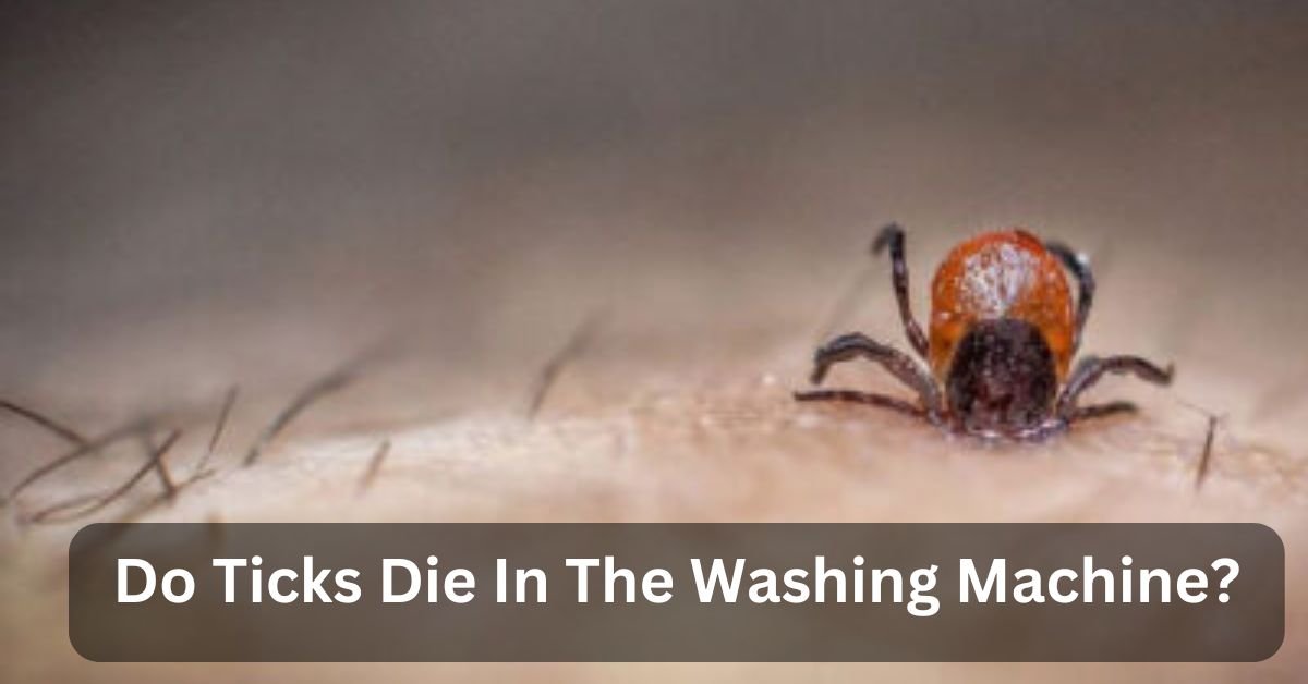 Do Ticks Die In The Washing Machine