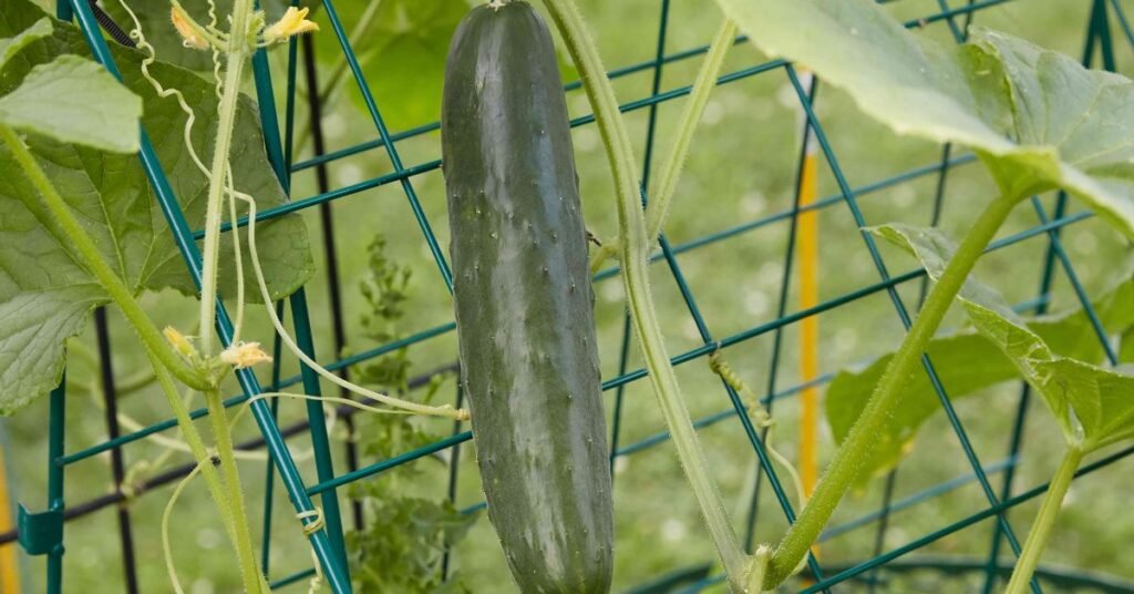 Get the cucumbers ready