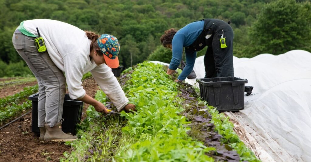 Harvesting